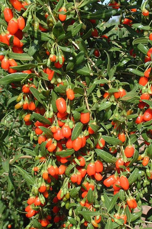 Organik Bitkim Goji Berry Kurt Üzümü 1000 gr