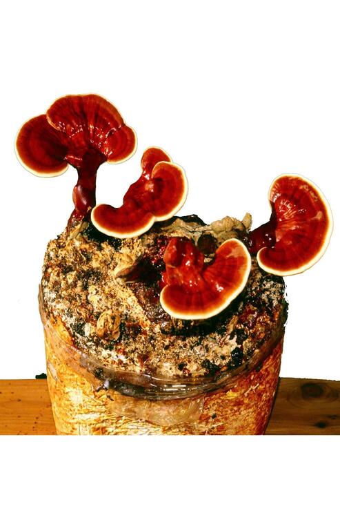 Organik Bitkim Reishi Mantarı Tozu (Ganoderma Lucidum) 100 gr