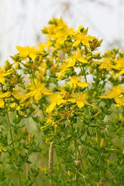Organik Bitkim Sarı Kantaron Çiçeği - Binbirdelik Otu 150 gr