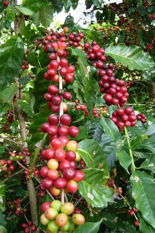 Organik Bitkim Yeşil Kahve Çekirdek Çiğ Tane 150 gr