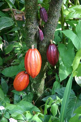 Organik Bitkim Toz Kakao 500 gr